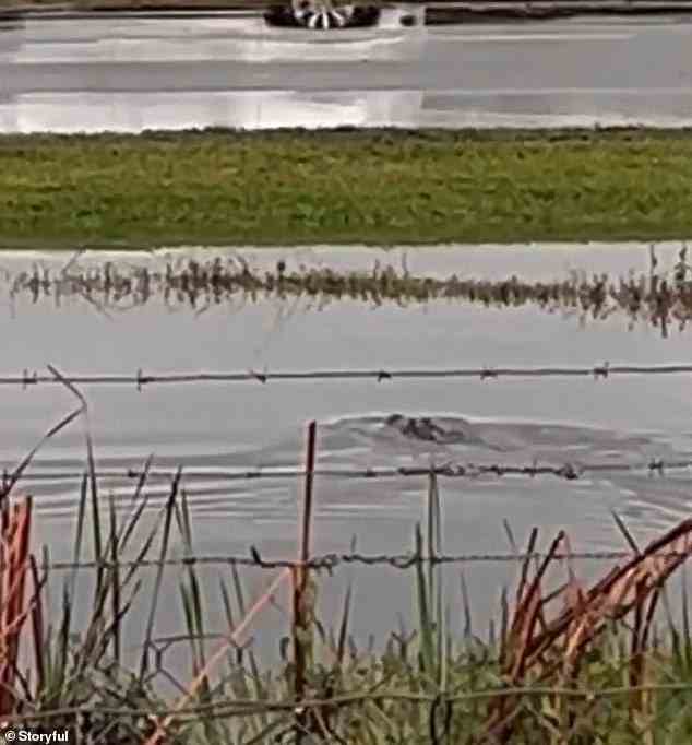 Plötzlich packt ein Alligator das Boot mit seinen Kiefern und schwimmt mit ihm davon, bevor er es unter Wasser zieht