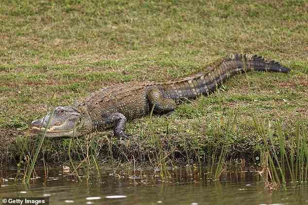 Der Alligator, ähnlich dem hier abgebildeten, war etwa zwei Meter lang.  Die Tiere sind ein häufiger Anblick in Florida, wo sie in der Nähe von Süßwasser leben