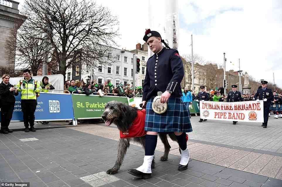 The Dublin Fire Brigade Pipe Band mascot, an Irish Wolfhound, leads the band during the St Patrick's Day parade in Dublin today