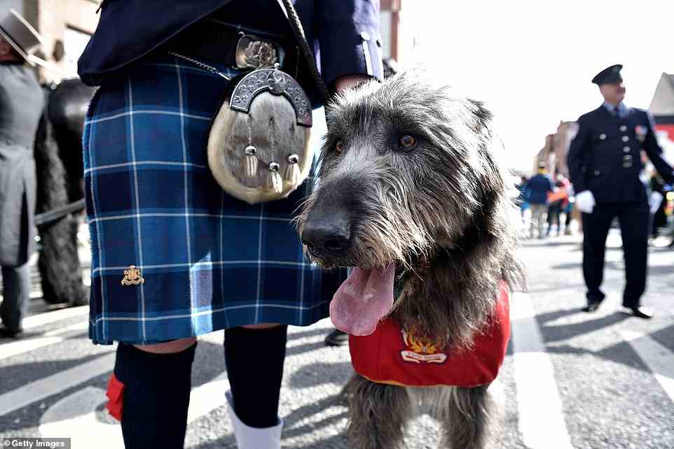 An Irish Wolfhound mascot is seen with a marching band in the St Patrick's Day parade in Dublin today