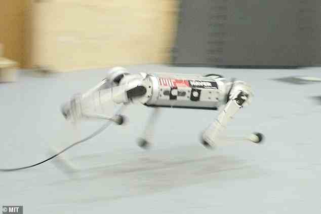Der Roboter der MIT-Ingenieure wurde dabei gefilmt, wie er mit einer Geschwindigkeit von bis zu 15 km/h herumhuschte