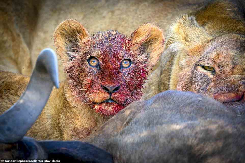 A striking reminder of the animal kingdom's savage side, Polish photographer Tomasz Szpila caught this picture of a lion cub in the Okavango Delta, Botswana. Szpila waited patiently while a pair of female lions went off to hunt a wildebeest for the youngster to eat - and snapped the cub's compelling expression after they finished their meal.