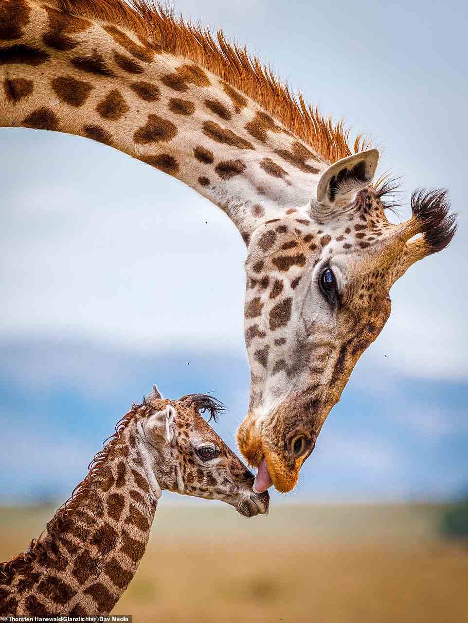 Another runner-up in the World of Mammals category, German photographer Thorsten Hanewald spotted this mother giraffe licking clean her newborn babe in Kenya. Taken just moments after the tiny giraffe took its first steps, Hanewald waited patiently for the mother's beautiful act of care to snap the photo. He said he wanted a picture which showed the giraffes' heads next to each other so they could share a single frame.
