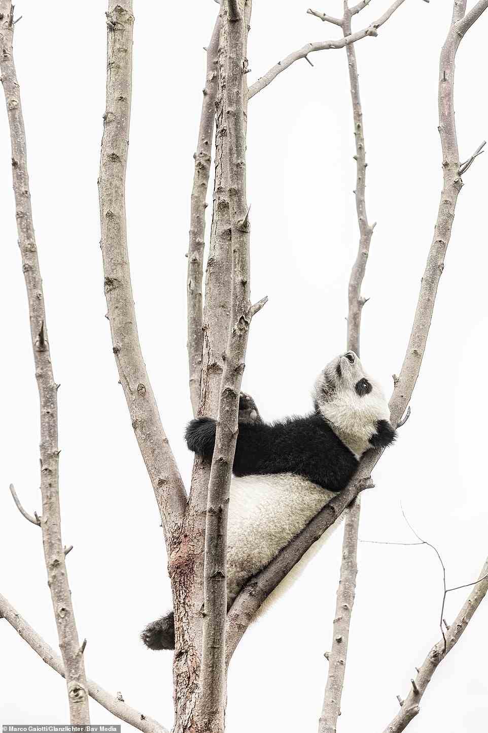An impressive second entry by Italian photographer Marco Gaiotti, this photo of a giant panda at the Wolong Nature Reserve in China was a runner-up in Glanzlichter's World of Mammals section. The panda is resting comfortably despite leaning on a small branch high up the tree, showing its familiarity and comfort with its environment. That's no surprise: the Wolong Nature Reserve is home to one tenth of the world's giant pandas.