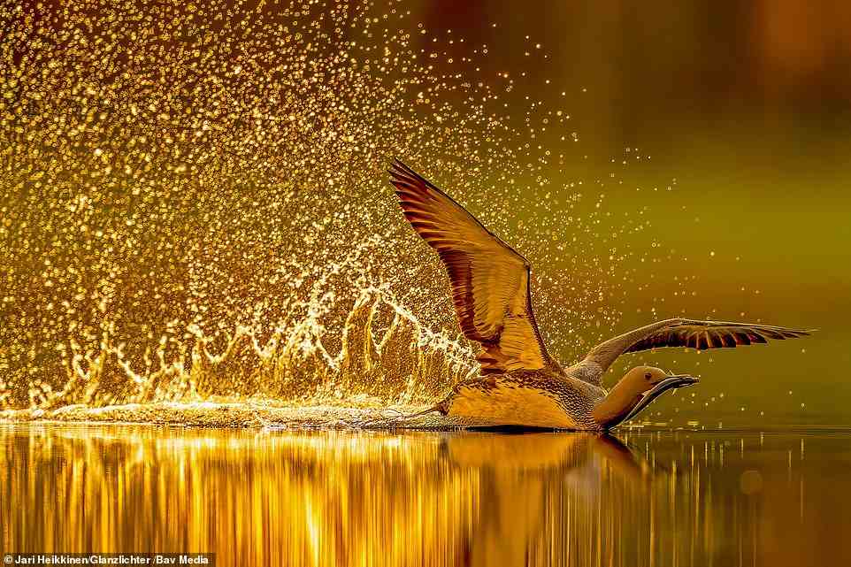 Photographer Jari Heikkinen spotted this glowing red throated diver landing on the tranquil water of a lake in his native Finland. Heikkinen was rewarded for his good timing when the shot won the Artists on Wings section at the 2022 Glanzlichter Competition. Showing the immense bird while it plucks a snack from the water, the photo represents the calmness in what might seem like a violent gesture.