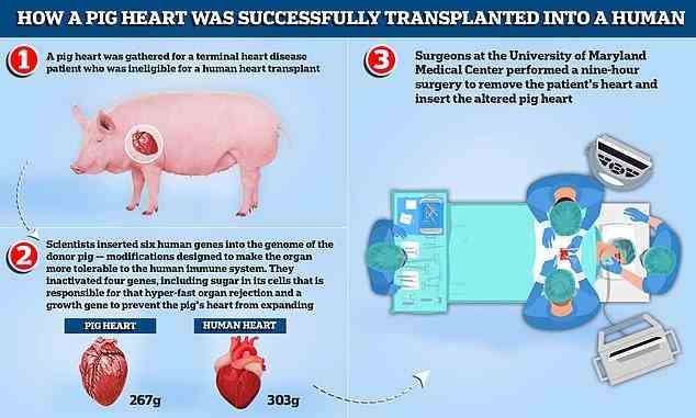 Ein Schweineherz wurde für einen Patienten mit unheilbarer Herzkrankheit gesammelt, der für eine menschliche Herztransplantation nicht in Frage kam.  Wissenschaftler haben sechs menschliche Gene in das Genom des Spenderschweins eingefügt – Modifikationen, die das Organ für das menschliche Immunsystem verträglicher machen sollen.  Sie inaktivierten vier Gene, darunter Zucker in seinen Zellen, der für diese hyperschnelle Organabstoßung verantwortlich ist, und ein Wachstumsgen, um zu verhindern, dass sich das Schweineherz, das etwa 267 g wiegt im Vergleich zum durchschnittlichen menschlichen Herz, das 303 g wiegt, weiter ausdehnt.  Chirurgen des University of Maryland Medical Center führten eine neunstündige Operation durch, um das Herz des Patienten zu entfernen und das veränderte Schweineherz einzusetzen