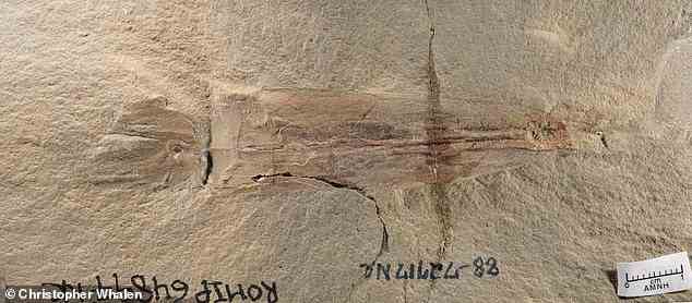 Während ihrer neuen Analyse des Fossils stellten die Forscher fest, dass die Art 10 Arme mit Saugnäpfen hatte und 328 Millionen Jahre alt war – 82 Millionen Jahre älter als die früheste Aufzeichnung
