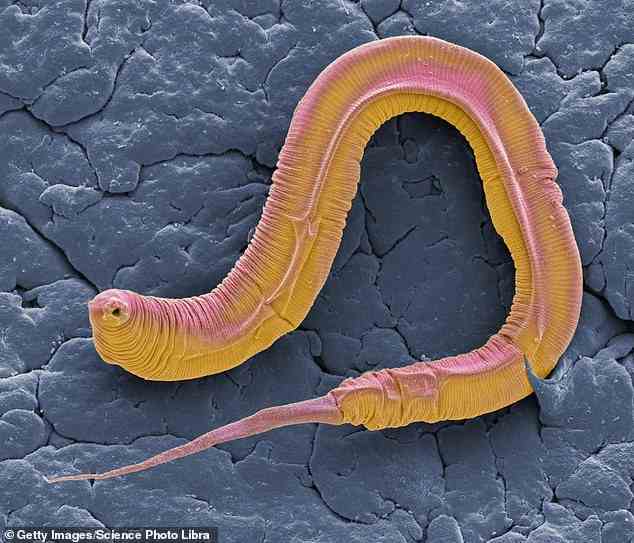 In ihrer neuen Studie wollten die Forscher herausfinden, ob Nematoden – winzige Würmer mit einer Länge von nur 0,04 Zoll – verwendet werden könnten, um Krebs wie Hunde zu erkennen