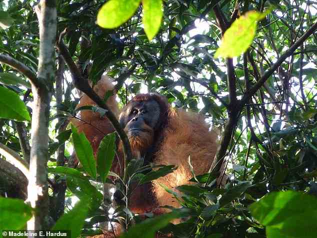 Es gibt drei Orang-Utan-Arten – die Borneo-, die Sumatra- und die kürzlich bestätigte neue Art, die Tapanuli.  Im Bild ein Sumatra-Orang-Utan-Männchen