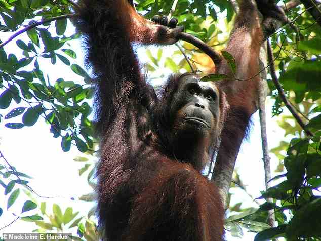 Die Orang-Utans sind vom Aussterben bedrohte Menschenaffen, die in freier Wildbahn nur auf den Inseln Borneo und Sumatra zu finden sind.  Abgebildet, Borneo-Weibchen