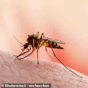Mückenstiche sind in Australien sehr häufig und werden nach nassem Wetter noch deutlicher