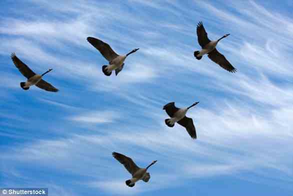 Vögel fliegen in einer V-Formation, um effizienter zu fliegen, in der Luft zu bleiben und dabei so wenig Energie wie möglich zu verbrauchen (Archivbild)