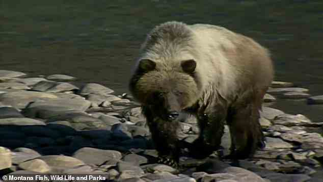 Der Vater von vier Kindern wurde bei einem mutmaßlichen Grizzlybär-Angriff während einer Wanderung in einem Park in Montana getötet (Dateibild)