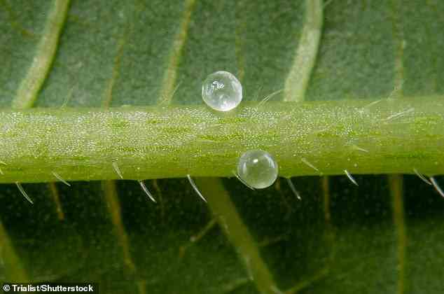 Okraschoten haben eine hohe Konzentration an Schleim.  Schleim findet sich auch im Blatt der Okra-Pflanze (Abelmoschus esculentus, abgebildet)