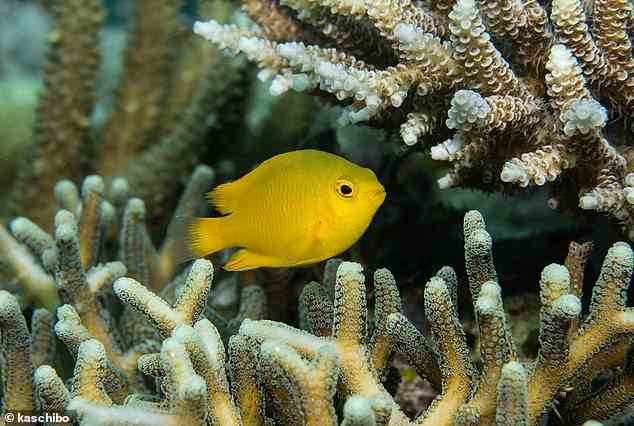 James Cook University researchers have found brightly coloured fish are becoming increasingly rare as coral declines, with the phenomenon likely to get worse in the future. Pictured is the lemon damselfish (Pomacentrus moluccensis), one of the species looked at for the study