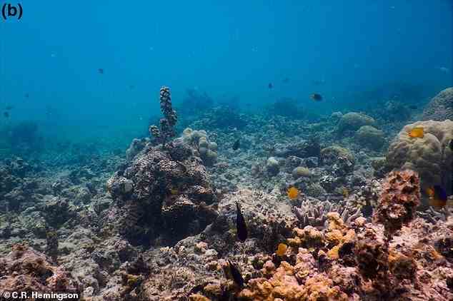 This photo shows degraded coral reef characterized by a low coral cover and alternative reef substrata, like algal turfs