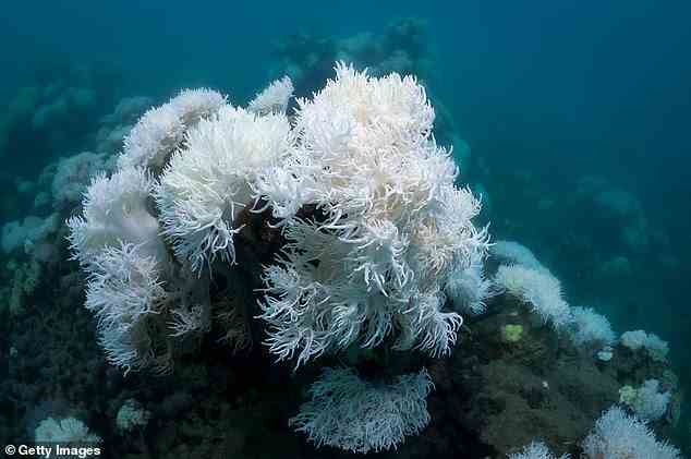 Bleached coral on the Great Barrier Reef outside Cairns Australia during a mass bleaching event. The Great Barrier Reef has seen mass bleaching events in 1998, 2002, 2016, 2017, 2020 and 2022