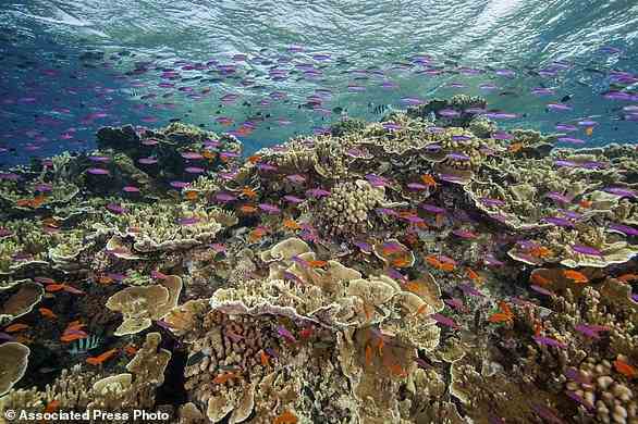 FILE - In this photo provided by the Great Barrier Reef Marine Park Authority small fish school in waters of Ribbon Reef No 10 near Cairns, Australia, Sept. 12, 2017. Australia's Great Barrier Reef is suffering widespread and severe coral bleaching due to high ocean temperatures two years after a mass bleaching event, a government agency said on Friday, March 18, 2022. (J. Sumerling/Great Barrier Reef Marine Park Authority via AP)