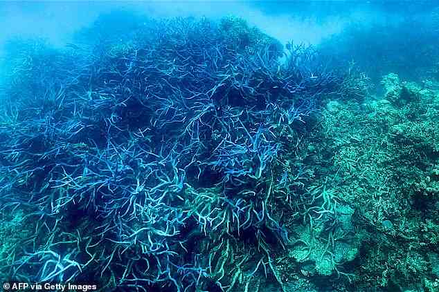 The Great Barrier Reef has again been hit with 'widespread' bleaching, authorities said on March 18, 2022, as higher-than-average ocean temperatures off Australia's northeast threaten the already struggling World Heritage site