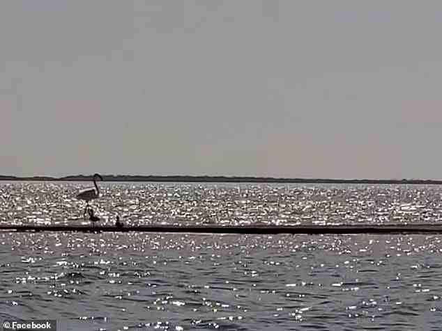 Ein Umweltaktivist hat Aufnahmen des afrikanischen Flamingos gemacht, der anhand der Nummer auf seinem Beinband als Nr. 492 identifiziert wurde, als er am 10. März einen Pier in der Nähe von Rhodes Point in Cox Bay in der Nähe von Port Lavaca entlangging