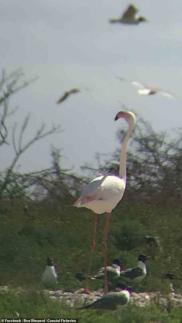 Im Juni 2018 machte ein Praktikant von Coastal Fisheries Fotos des Flamingos, der sich mit anderen Vögeln in der Nähe der Küste vergesellschaftete