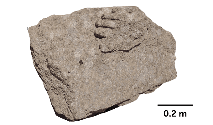 Bild eines Stücks Stein mit einer Schnitzerei in Form von Zehen auf der Oberseite
