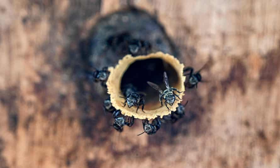 Stachellose Bienen läuten die Öffnung eines röhrenförmigen Bienenstocks in einem Bienenhaus in Indonesien ein.