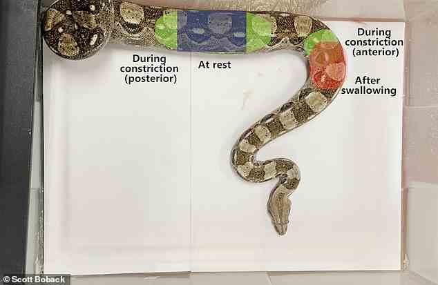 Schlangen wie Boa Constrictors (im Bild) passen an, welche Region des Brustkorbs sie zum Einatmen verwenden, je nachdem, ob sie ruhen, ein Tier erdrosseln oder verdauen