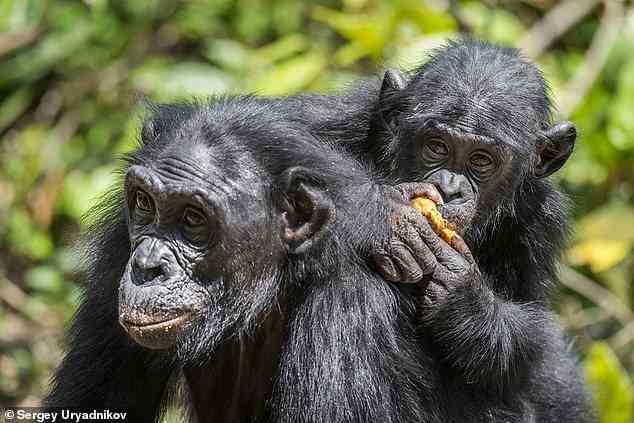 Die Forscher untersuchten den Bonobo (Pan paniscus, abgebildet) in freier Wildbahn im Salonga-Nationalpark im Kongo