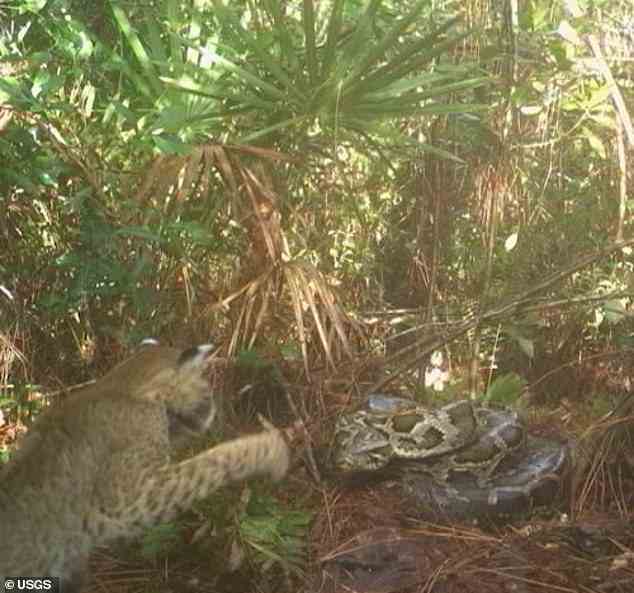 Ein Rotluchs in Florida griff eine 85-Pfund-Python (im Bild) an – eine Premiere in den Florida Everglades – nachdem er tagelang ihr Nest verfolgt hatte