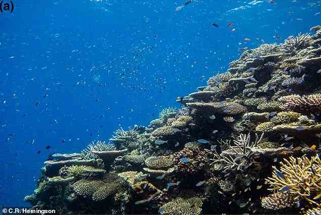 Researchers found that the diversity of colours found within a fish community is directly related to the composition of the local environment. Pictured is a healthy coral reef defined by high coral cover and numerous fish and coral species