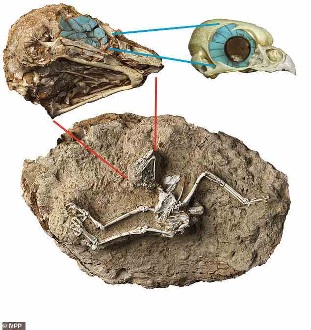 Fossiles Skelett der tagaktiven Eule Miosurnia diurna aus China (unten) mit erweiterter Ansicht des Schädels (oben links)