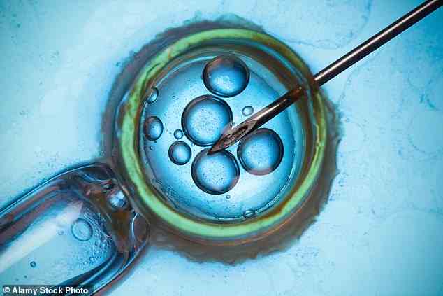 Wissenschaftler der Hebräischen Universität in Jerusalem setzten menschliche Embryonen einem antiviralen Medikament aus und stellten fest, dass es viele genetische Fehler reparierte – wodurch sie wie die einer Frau in den Zwanzigern wurden (Lager)