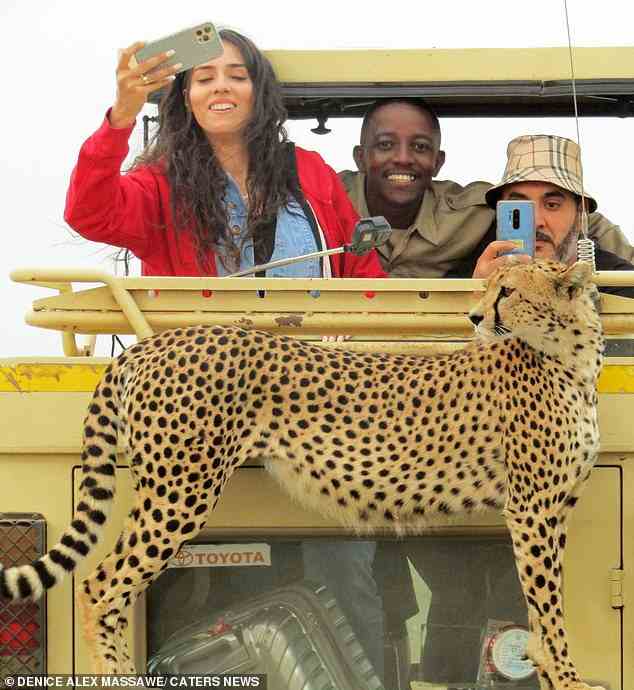 Der abgebildete Gepard beschloss, den Toyota Land Cruiser mitzunehmen, als er den Serengeti-Nationalpark in Tansania durchquerte