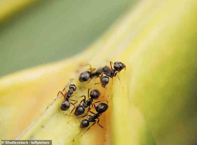 Forscher entdeckten, dass schwarze Ameisen aus Formica fusca nach nur wenigen Minuten Training in der Lage waren, in einer Petrischale gesunde menschliche Zellen von krebsartigen zu unterscheiden. [File image]