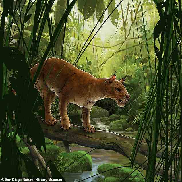 Erschreckend: Ein neu identifiziertes Säbelzahnsäugetier namens Diegoaelurus vanvalkenburghae (abgebildet in einer künstlerischen Interpretation) wurde von Wissenschaftlern beschrieben.  Es hatte riesige obere Zähne, die darauf spezialisiert waren, Fleisch zu schneiden, und hätte vor 40 Millionen Jahren Kalifornien durchstreift