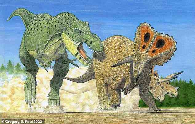 Artist's depiction of one of the new species, Tyrannosaurus imperator, attacking a herd of the contemporary Triceratops horridus