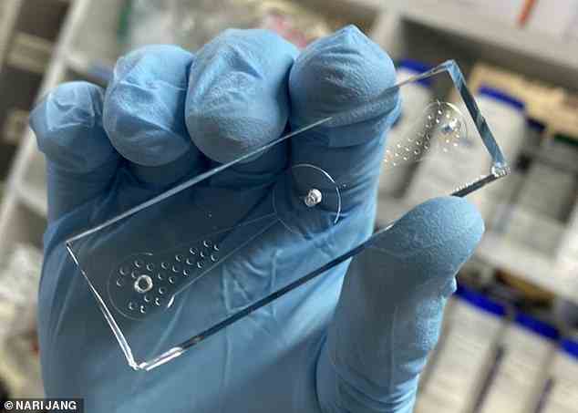 Forscher schlagen vor, dass ein „Wurm-auf-einem-Chip“-Gerät Ärzten eine nicht-invasive Möglichkeit bieten könnte, Lungenkrebs in einem früheren Stadium zu erkennen und zu diagnostizieren
