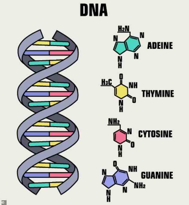 DNA is made up of four building blocks called nucleotides – adenine (A), thymine (T), guanine (G), and cytosine (C)