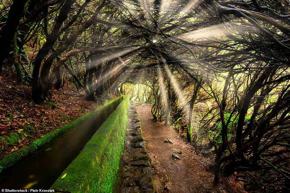 Madeiras Levadas (im Bild) sind über 500 Jahre alt, erklärt Nigels Führer.  Diese sanft fließenden Bewässerungskanäle, die von einem ebenen Fußweg begrenzt werden, erstrecken sich über mehr als 2.000 Meilen und dringen tief in die Berge und Wälder ein