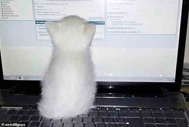 Dieses entzückende kleine Kätzchen, das vom Computerbildschirm verzaubert ist, konnte nicht anders, als selbst die kältesten Herzen zum Schmelzen zu bringen