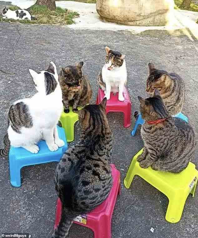 Wie nennt man eine Gruppe von Katzen?  Diese Sammlung von Katzen brachte einen Besitzer zum Lachen, nachdem er sie alle in einem Kreis sitzend vorfand und sich anscheinend über ein Treffen freute