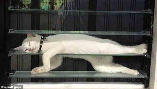 Katzenschlaf machen!  Eine andere Person war überrascht, eine Kreatur zwischen den Jalousien an einem Fenster versteckt zu sehen