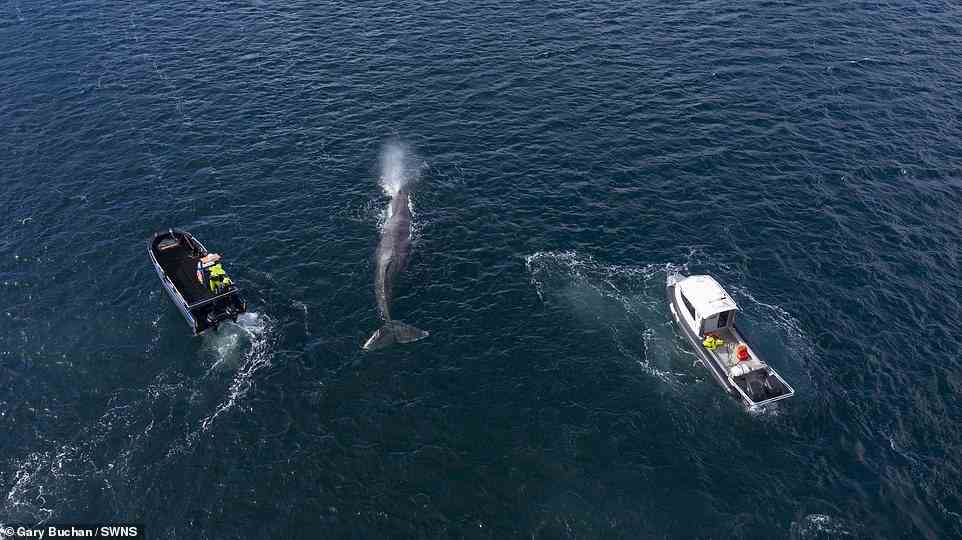 Der dreifache Vater Gary Buchan, der Drohnenaufnahmen davon gefilmt hat, sagte: "Der Wal ist hoffnungsvoll verschwunden, um nie wieder gesehen zu werden.  Die Boote manövrierten um ihn herum und verließen ihn dann einfach.  „Sie brachten es ungefähr drei oder vier Meilen aufs Meer hinaus, in etwa 40 Meter Wassertiefe.  Einer der Leute auf den Booten sagte, sie hätten gesehen, wie es einen großen Tauchgang machte, und es wurde nie wieder gesehen.