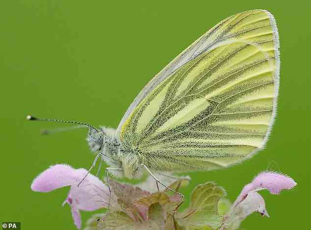 In Schweden ist die Frühjahrsgeneration des Grünäderlichen Weißen Schmetterlings aufgrund des Stresses der Winterruhe normalerweise die kleinste