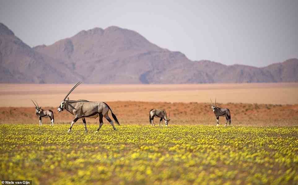 The area around Kwessi Dunes is home to a rich variety of wildlife, Kate reveals. Pictured are oryx grazing nearby
