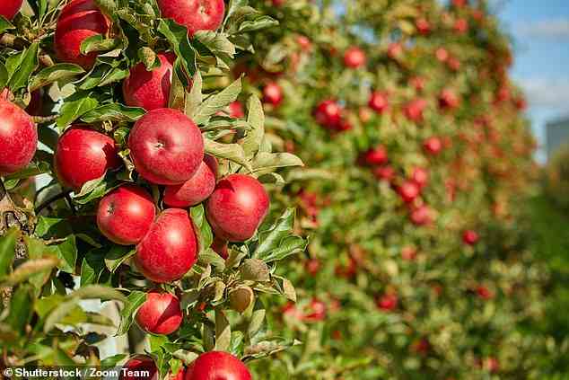 Obwohl bekannt ist, dass sich C. auris auf in Indien produzierten Äpfeln bildet, befürchten Forscher, dass es sich auf Früchten auf der ganzen Welt befindet und dass das Sammeln von Daten über den Erreger derzeit unmöglich ist (Aktenfoto).