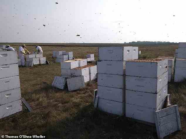 Die milbenresistenten Bienen überlebten den Winter mit mehr als doppelt so hoher Wahrscheinlichkeit wie die Standardbienen, fanden Forscher der Universitäten von Louisiana und Exeter heraus