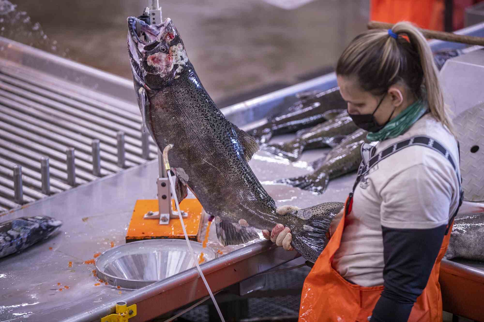 Amy Kart, eine saisonale Tierpflegerin, entfernt in der Coleman National Fish Hatchery Eier von einem im Herbst gefangenen Chinook-Lachs.