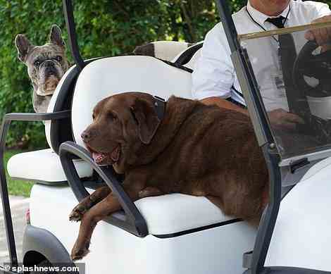 Good boy! The three dogs were carted around the Peltz estate in a golf buggy by a worker as they lived the high life